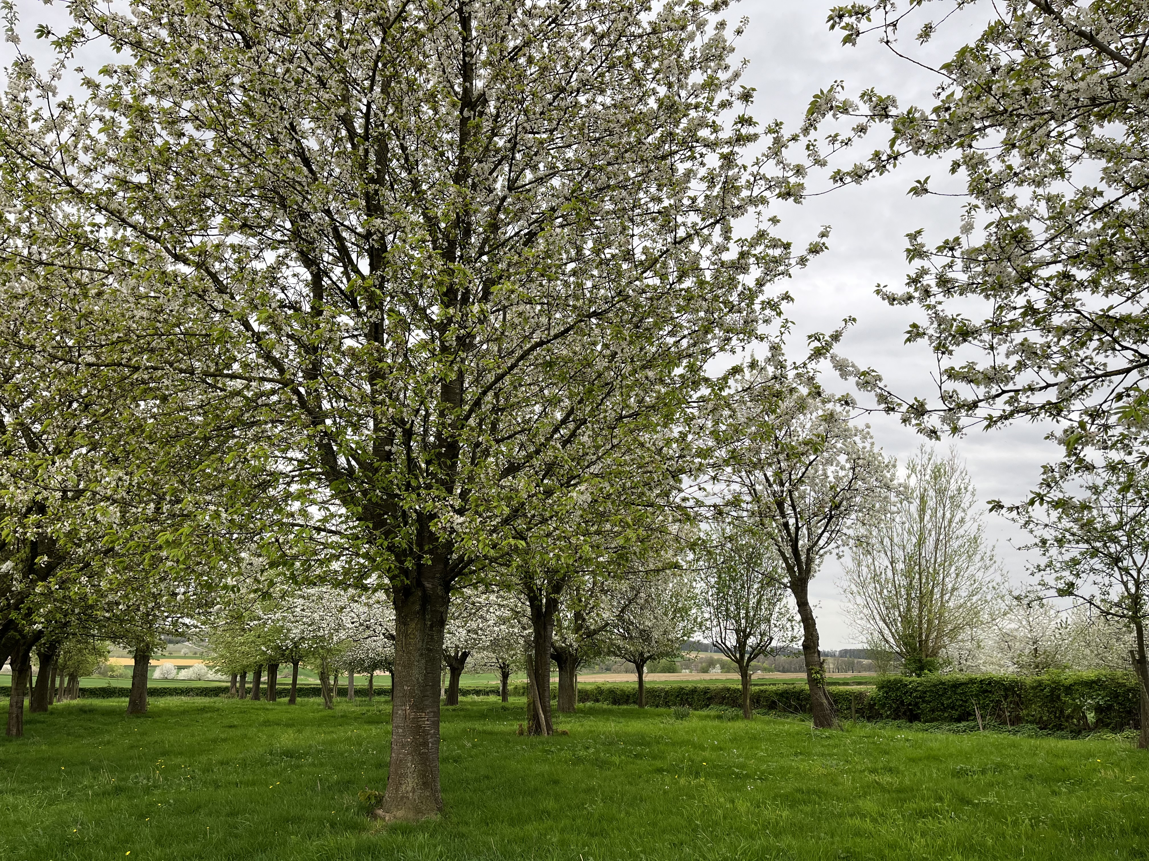 Bloesembomen in het Limburgse Mergelland